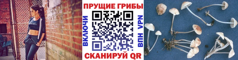 Галлюциногенные грибы Magic Shrooms  дарк нет Telegram  Волжск 
